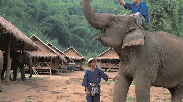 Campamento de elefantes cerca de Chiang Mai